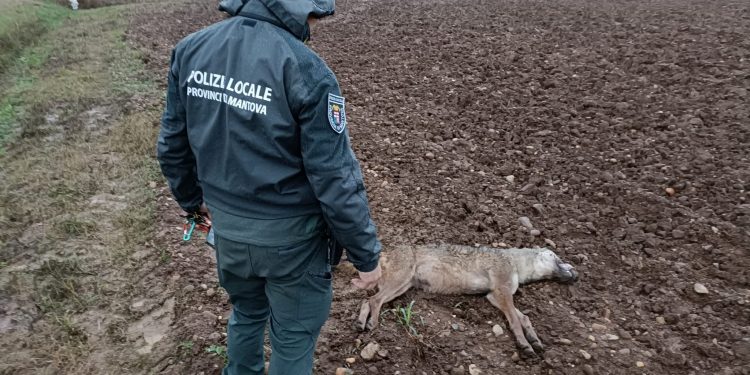 Lupo ucciso da un’automobile lungo la provinciale e abbandonato nei campi