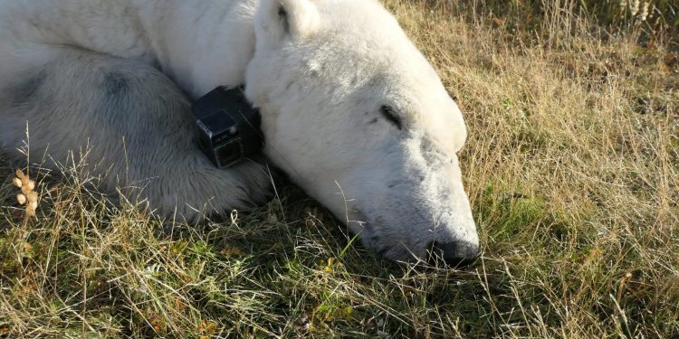 Sempre meno ghiaccio nell’Artico. E gli orsi polari rischiano di morire di fame