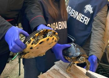 Aveva in casa due tartarughe palustri invasive: denunciato un 38enne