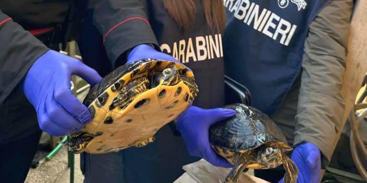 Aveva in casa due tartarughe palustri invasive: denunciato un 38enne