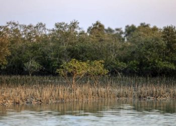 Mangrovie a difesa dell’ambiente: con deforestazione +50.000% emissioni CO2