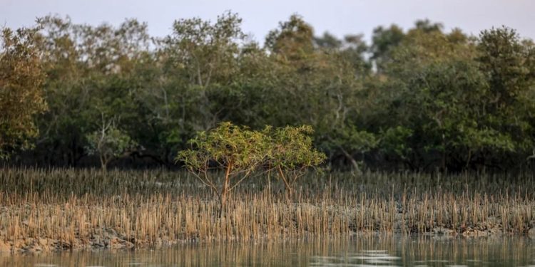 Mangrovie a difesa dell’ambiente: con deforestazione +50.000% emissioni CO2