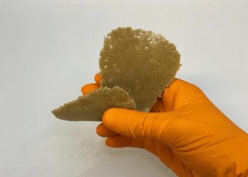 Arrivano i pannolini plastic free creati con gli scarti alimentari