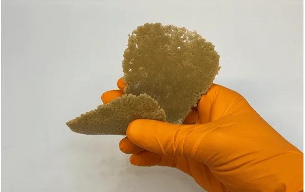 Arrivano i pannolini plastic free creati con gli scarti alimentari