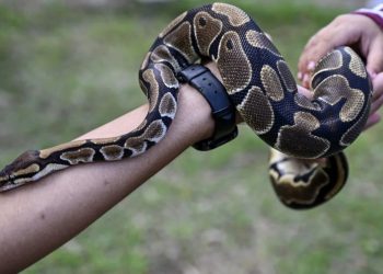 La carne sostenibile? Potrebbe arrivare dall’allevamento dei pitoni