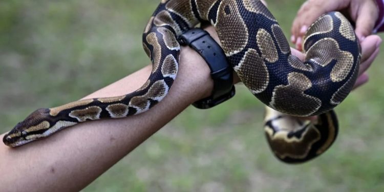 La carne sostenibile? Potrebbe arrivare dall’allevamento dei pitoni