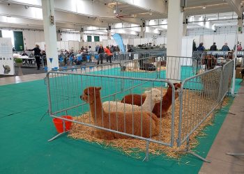 Ben 10mila visitatori all’Esotika Pet Show in Millenaria a Gonzaga