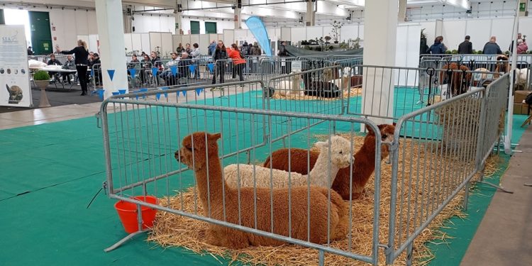 Ben 10mila visitatori all’Esotika Pet Show in Millenaria a Gonzaga