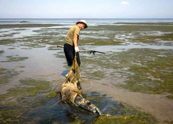 Allarme delfini: 194 cetacei spiaggiati in Italia negli ultimi 15 mesi