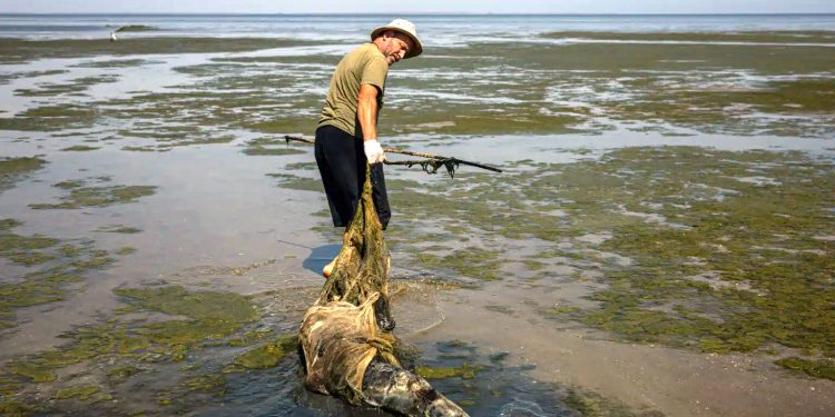 Allarme delfini: 194 cetacei spiaggiati in Italia negli ultimi 15 mesi