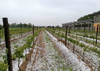 Grandine a Villimpenta, Coldiretti Mantova: danni su vigneto, si temono gelate