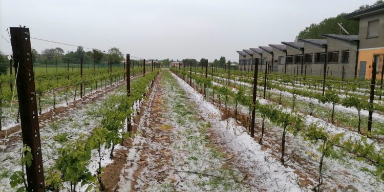 Grandine a Villimpenta, Coldiretti Mantova: danni su vigneto, si temono gelate
