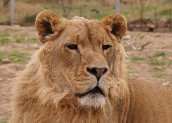 Svolta storica in Sudafrica: stop all’allevamento di leoni per la caccia