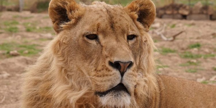 Svolta storica in Sudafrica: stop all’allevamento di leoni per la caccia