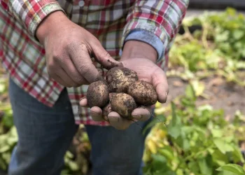 Patate vittime di precipitazioni estreme: Prezzo sale di oltre 40% settimanale