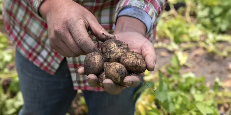 Patate vittime di precipitazioni estreme: Prezzo sale di oltre 40% settimanale