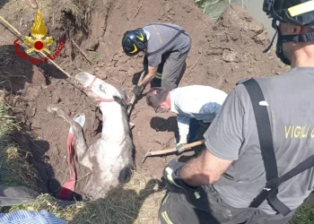 Castel d’Ario, cavallo finisce in una buca: salvato dai Vvf