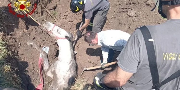 Castel d’Ario, cavallo finisce in una buca: salvato dai Vvf