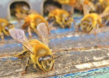 Giornata delle api, Sos miele anche a Mantova con pioggia e sbalzi termici