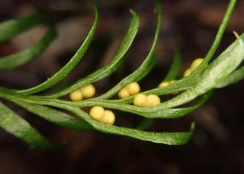 Nuova Caledonia, piccola felce batte il record del genoma più grande del mondo