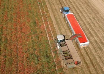 Mantova, pomodoro: il clima pazzo fa calare la produzione. E il prezzo resta ancora un’incognita