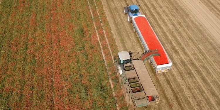 Mantova, pomodoro: il clima pazzo fa calare la produzione. E il prezzo resta ancora un’incognita