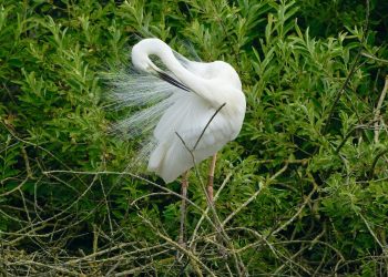 Marcaria: Miklòs, l’airone bianco ungherese con anello ha “preso casa” alla riserva naturale Torbiere