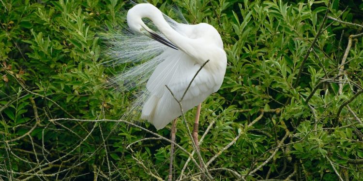 Marcaria: Miklòs, l’airone bianco ungherese con anello ha “preso casa” alla riserva naturale Torbiere