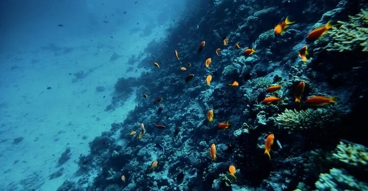 Allarme Wwf per la Giornata Mondiale degli Oceani: “Mediterraneo sempre più bollente, record nel 2023”