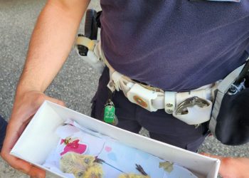 Due piccoli di cornacchia abbandonati e recuperati dalla polizia locale
