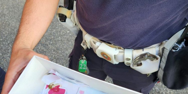 Due piccoli di cornacchia abbandonati e recuperati dalla polizia locale