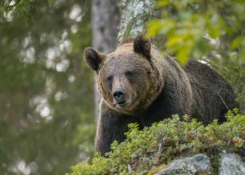 Uccisa orsa Kj1 in Trentino. Fugatti: “Era pericolosa”