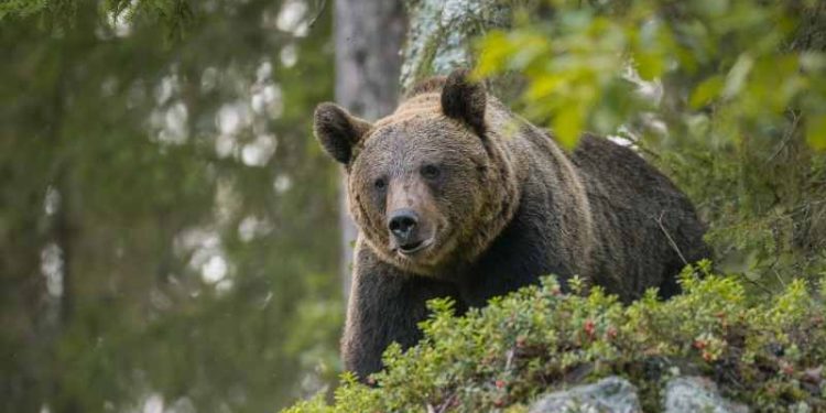 Uccisa orsa Kj1 in Trentino. Fugatti: “Era pericolosa”