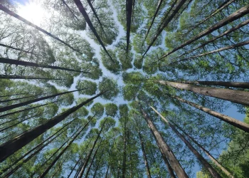 Il cambiamento climatico ‘stressa’ le foreste e le espone a incendi e parassiti