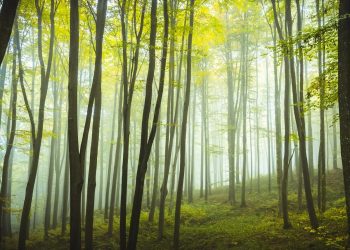 Più alberi meno infarti: dimostrati i benefici di vivere in zone green