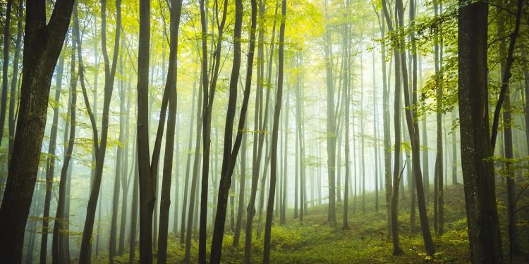 Più alberi meno infarti: dimostrati i benefici di vivere in zone green