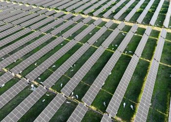 Enel, oltre 6mila pecore in impianti solari Texas per controllare vegetazione