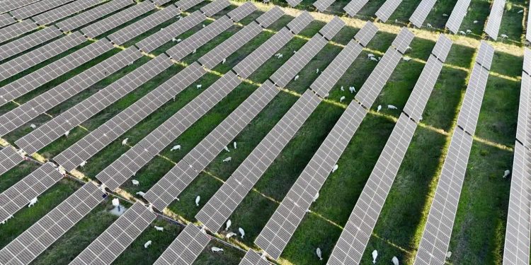 Enel, oltre 6mila pecore in impianti solari Texas per controllare vegetazione