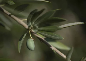 Agroalimentare, Ue: Sale export olive e cereali, raddoppia import da Tunisia