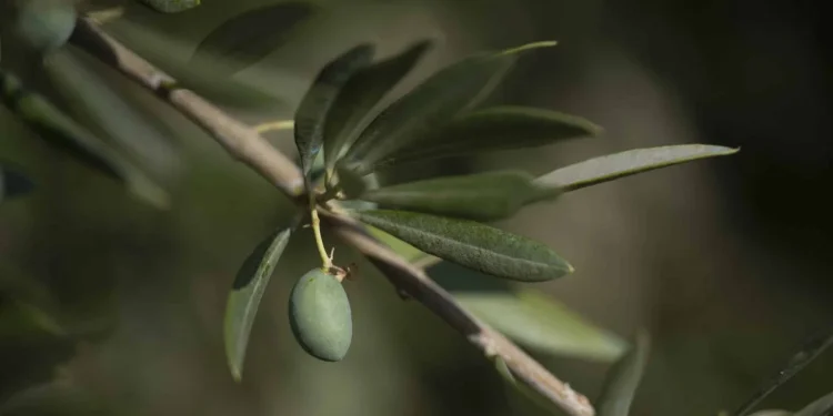 Agroalimentare, Ue: Sale export olive e cereali, raddoppia import da Tunisia