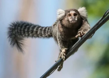 Anche i primati si danno dei nomi: succede alle marmose