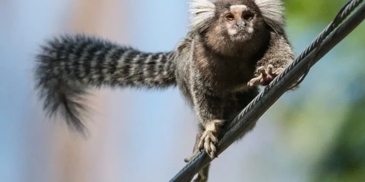 Anche i primati si danno dei nomi: succede alle marmose