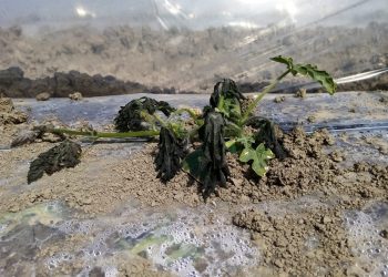 Agricat, da sostegno a penalizzazione per le imprese agricole. Cortesi: “Totalmente inefficace”