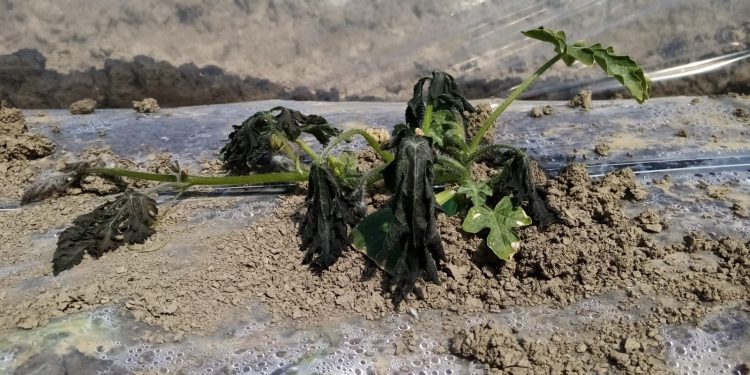 Agricat, da sostegno a penalizzazione per le imprese agricole. Cortesi: “Totalmente inefficace”