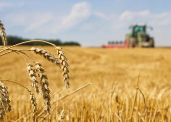 Ue fanalino di coda mondiale produzione grano e mais per eventi climatici estremi