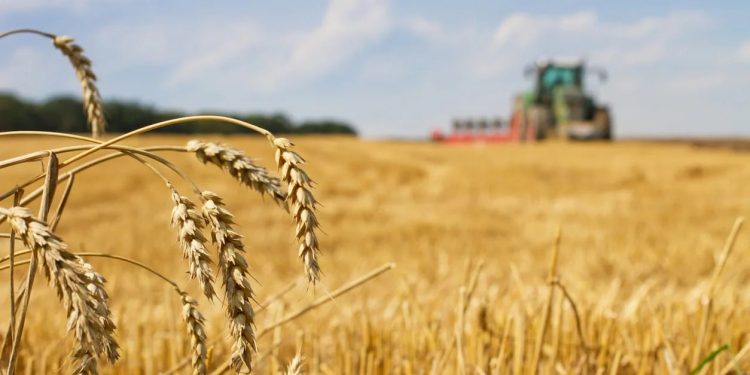 Ue fanalino di coda mondiale produzione grano e mais per eventi climatici estremi