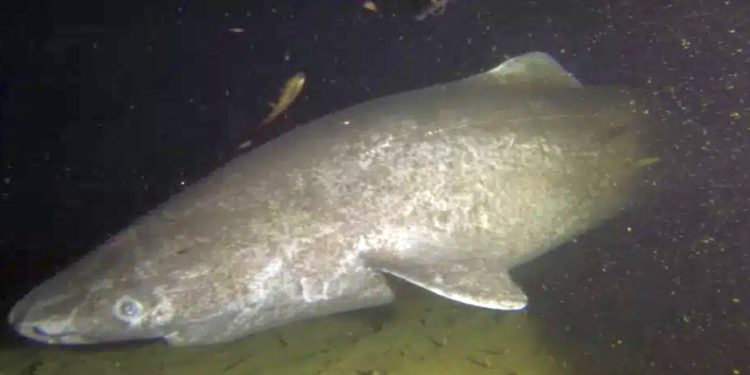 Dal genoma dello squalo della Groenlandia i segreti della longevità