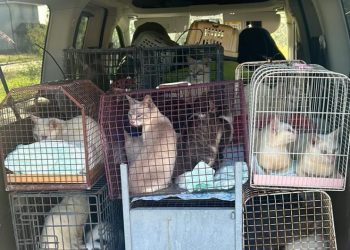 Bagnolo, gattile abusivo in appartamento