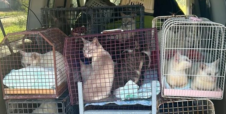 Bagnolo, gattile abusivo in appartamento