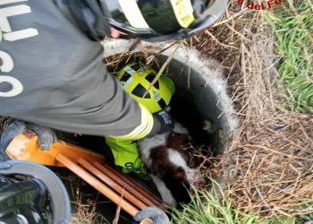 Il cane scappa e finisce in un pozzetto profondo tre metri: salvato dai vigili del fuoco